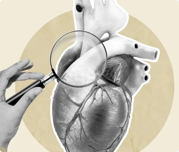 Heart doctor examining detailed anatomical heart illustration Heart doctor examining detailed anatomical heart illustration