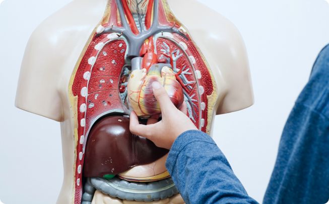 Heart Screening