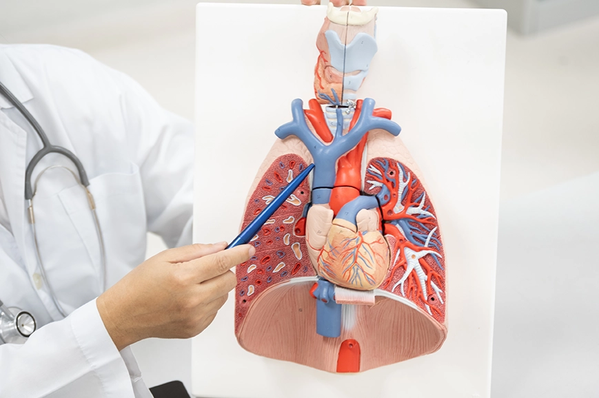A doctor pointing at an anatomical model of the heart and lungs